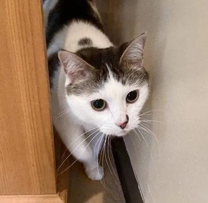 An adult small-sized female Black & White / Tuxedo Domestic Short Hair cat named Chelidae for adoption in Midland, VA