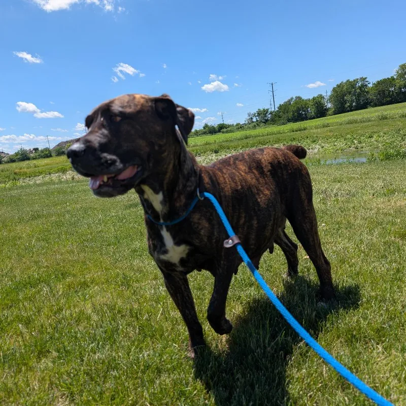 An adult large-sized female Brown / Chocolate Mixed Breed dog named Bella for adoption in DeKalb, IL