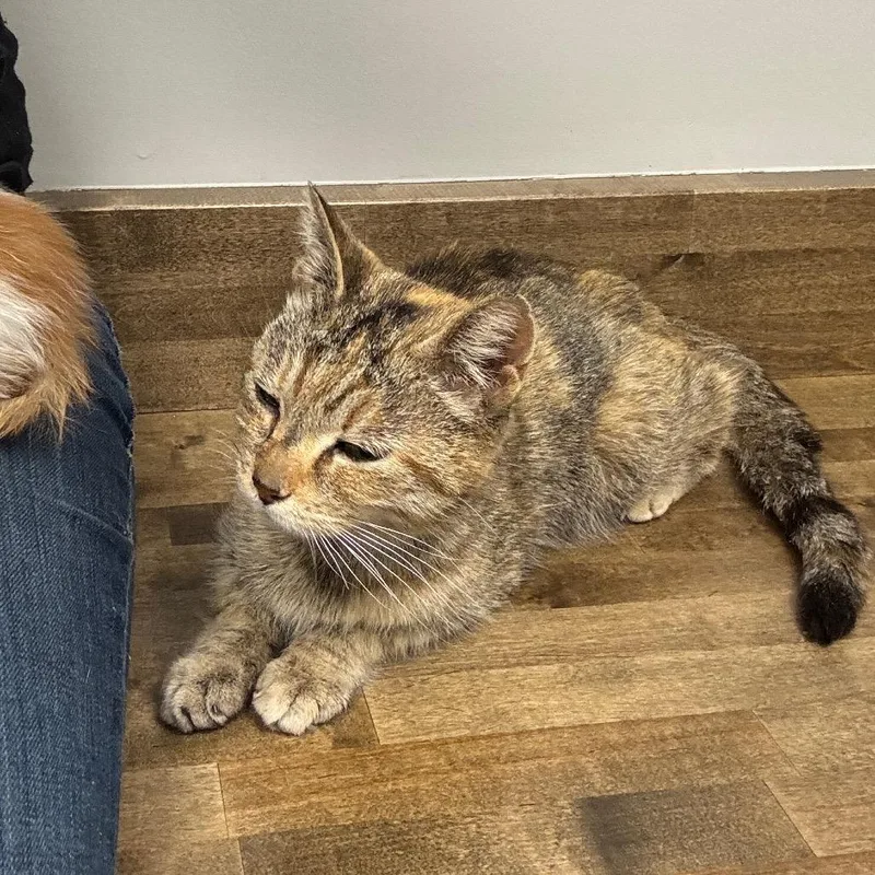 An adult small-sized female Brown / Chocolate Domestic Short Hair cat named Gaia for adoption in Monroe, MI
