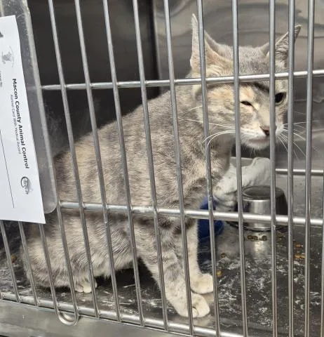 A young medium-sized female Domestic Short Hair cat named Loretta for adoption in Decatur, IL