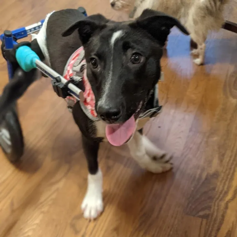 Sweet Pea thumbnail 2