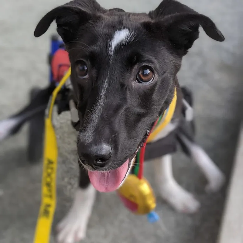 Sweet Pea thumbnail 3