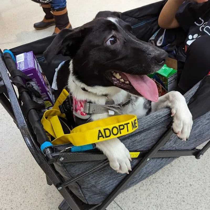 Sweet Pea thumbnail 4