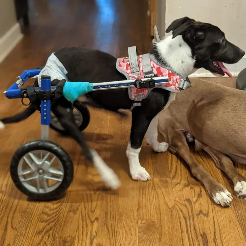 Sweet Pea thumbnail 5