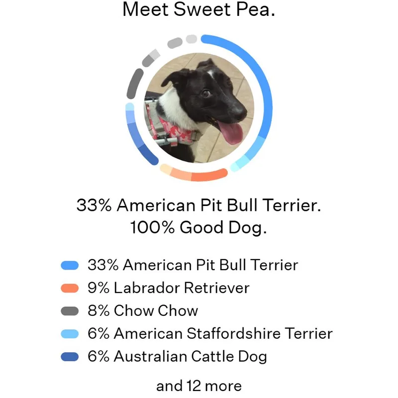 Sweet Pea thumbnail 6