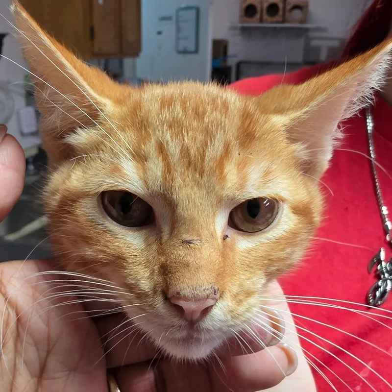 A baby small-sized male Orange / Red Domestic Short Hair cat named Sir Pouncealot for adoption in Leander, TX