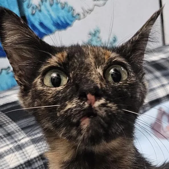 An adult medium-sized female Tortoiseshell Domestic Short Hair cat named Georgia for adoption in Long Beach, CA
