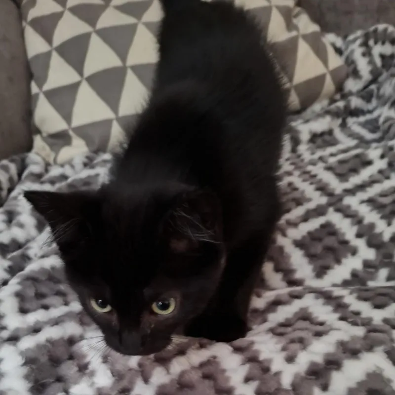 A baby small-sized female Black Domestic Short Hair cat named Twila for adoption in Antioch, CA