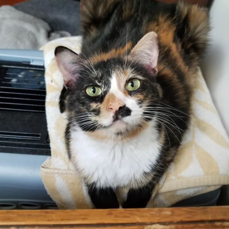 Florence thumbnail 2