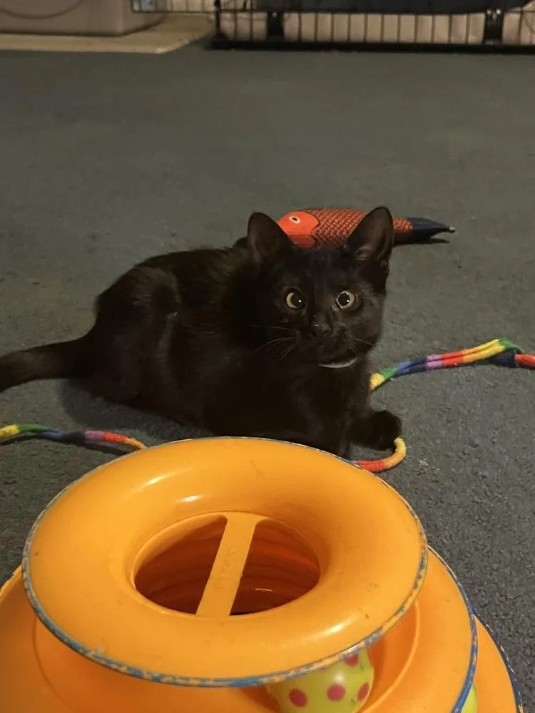 A baby small-sized female Black Domestic Short Hair cat named Almond for adoption in Bolton, CT