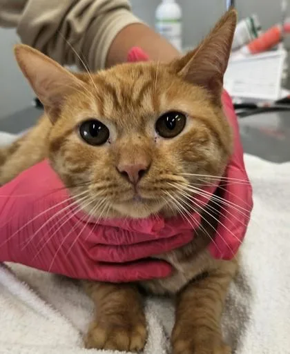 A young small-sized male Domestic Short Hair cat named Socks for adoption in Lafayette, IN