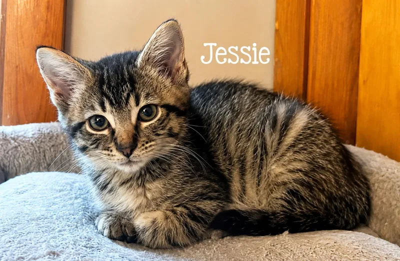 A baby medium-sized female Tabby (Brown / Chocolate) Domestic Short Hair cat named Jessie for adoption in Murfreesboro, TN
