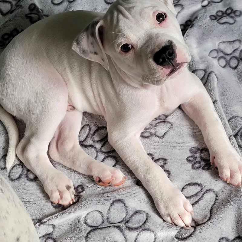 A baby medium-sized male White / Cream Boxer dog named Mojito for adoption in Joliet, IL