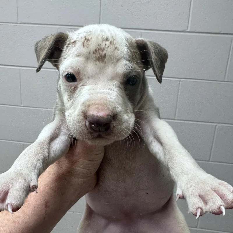 A baby small-sized female Mixed Breed dog named Phoebe for adoption in Lufkin, TX