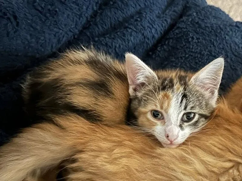 A young medium-sized female Calico cat named Horchata for adoption in Knoxville, TN