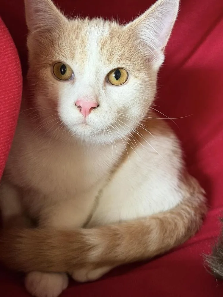A baby small-sized male Orange & White Domestic Short Hair cat named Leo for adoption in Chicago, IL