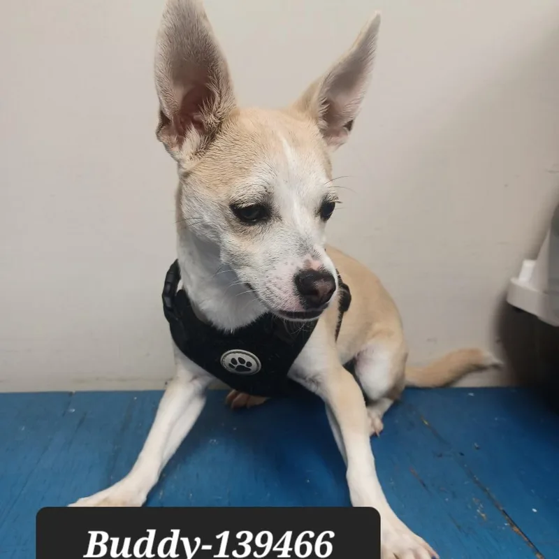 Buddy