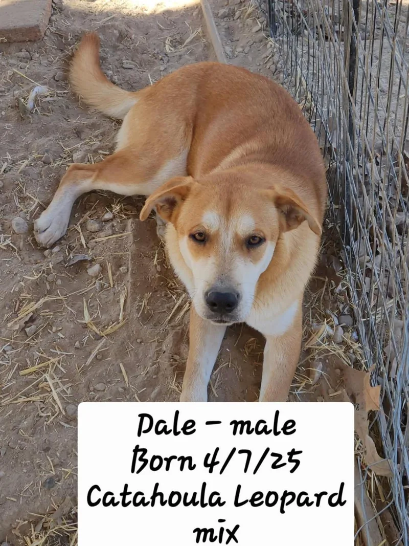 A young medium-sized male Red / Chestnut / Orange Catahoula Leopard Dog dog named Dale for adoption in Livingston, TX