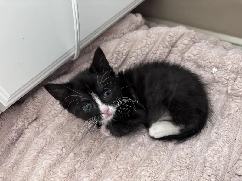 A young medium-sized female Black & White / Tuxedo Domestic Short Hair cat named Crinkle for adoption in Bear, DE