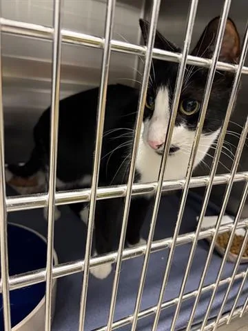 A young small-sized male Domestic Short Hair cat named Bandito for adoption in San Martin, CA