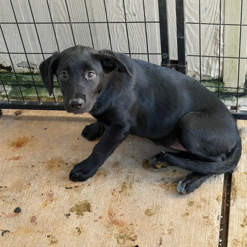 A young small-sized female Black Labrador Retriever dog named Celeste for adoption in Lake Jackson, TX