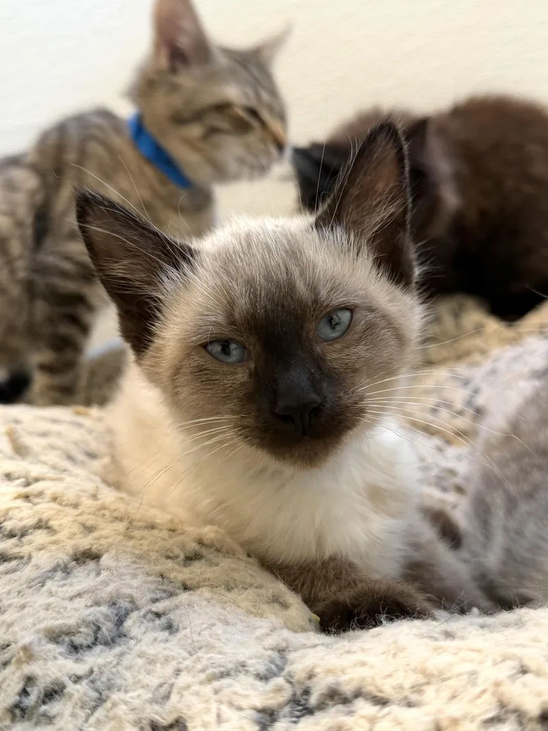 A baby medium-sized male Cream / Ivory Domestic Short Hair cat named Grayson Waller for adoption in Chicago, IL