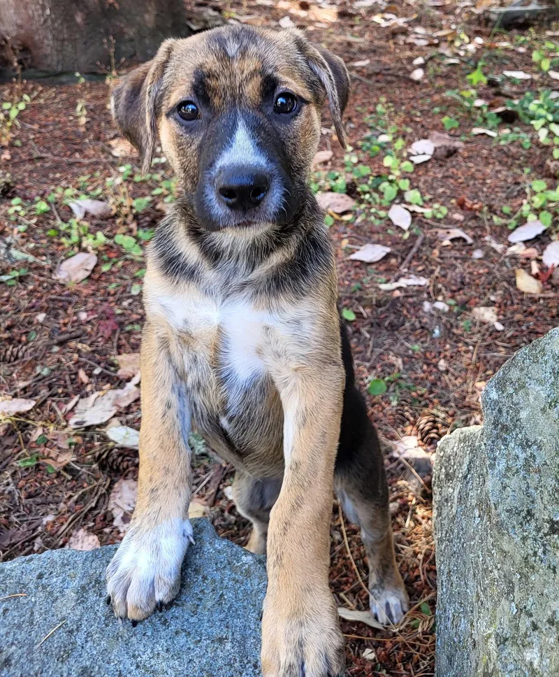 A baby medium-sized female Tricolor (Brown, Black, & White) Shepherd dog named Andalusia for adoption in Lacey, WA