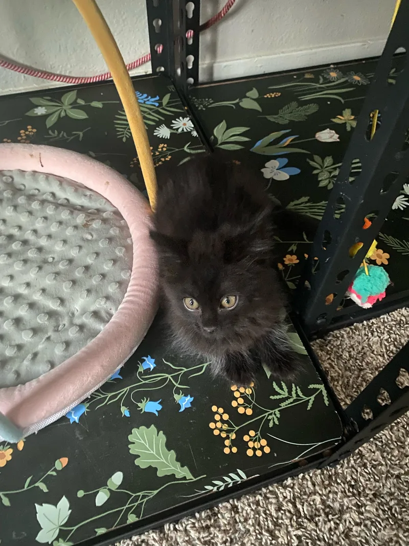 A baby small-sized male Domestic Medium Hair cat named Cormac for adoption in Rio Linda, CA