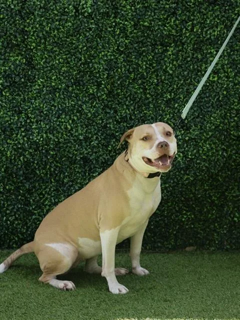 An adult large-sized female Terrier dog named Lilly for adoption in Naples, FL