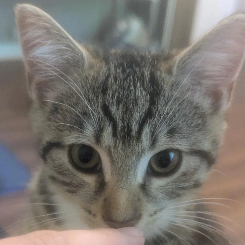 A baby small-sized female Brown / Chocolate Domestic Short Hair cat named Widget for adoption in Baltimore, MD