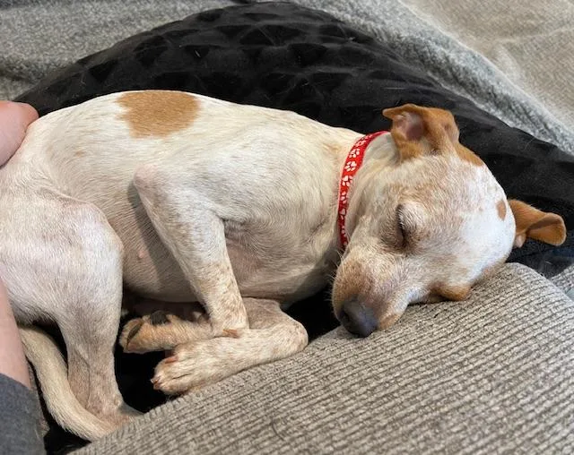 Speckles thumbnail 4