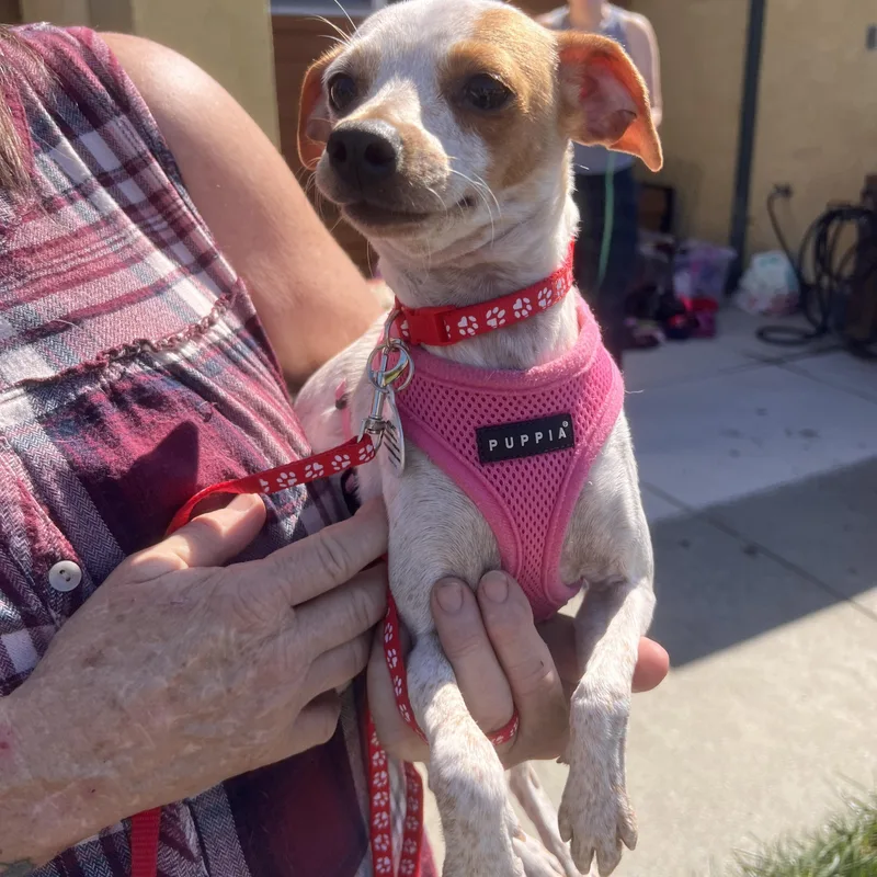 Speckles thumbnail 5