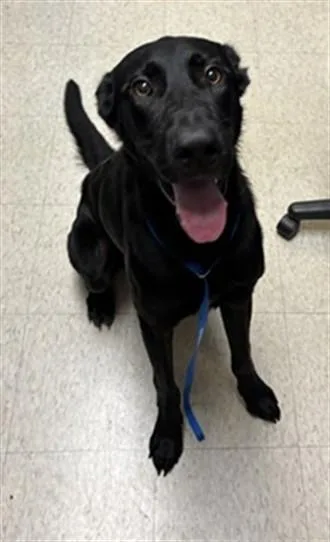 An adult medium-sized male Labrador Retriever dog named Stretch A for adoption in Plano, TX