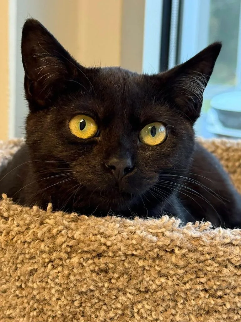 A young medium-sized male Domestic Short Hair cat named Oakley Miles for adoption in Dalton, GA