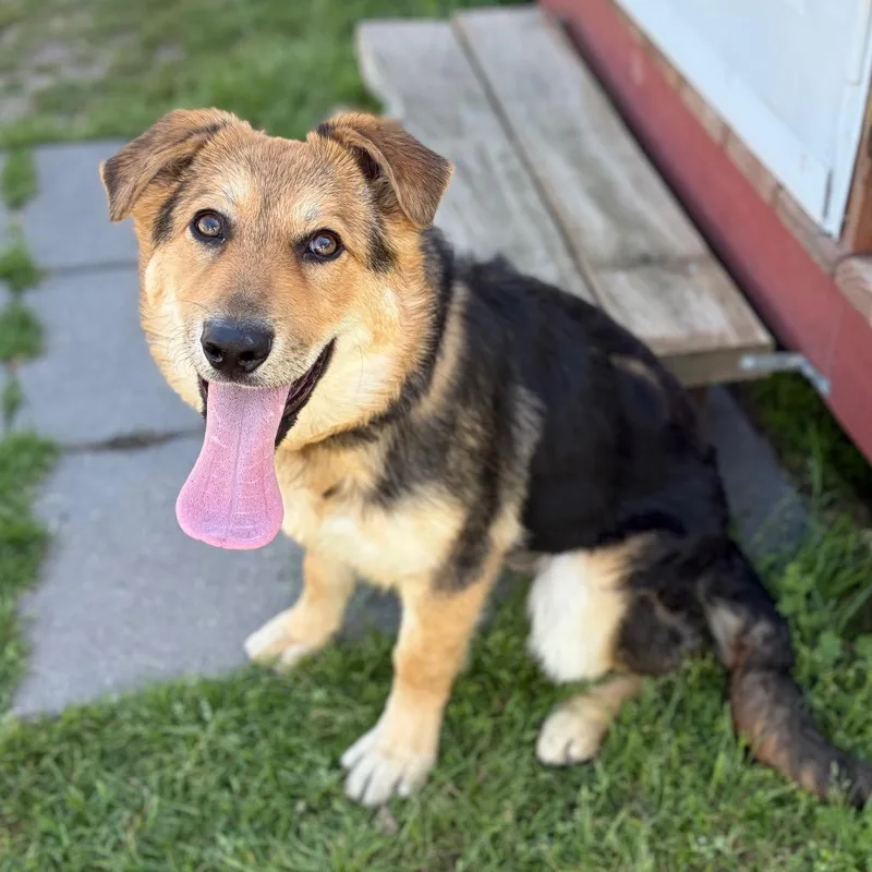 A young medium-sized female Brown / Chocolate Australian Shepherd dog named Honey Bunny for adoption in Bastrop, TX