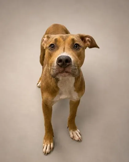 A young medium-sized female Pit Bull Terrier dog named Maisie for adoption in Bowling Green, KY