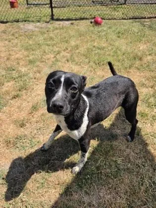 A young medium-sized female Pointer dog named Itty for adoption in Conway, SC
