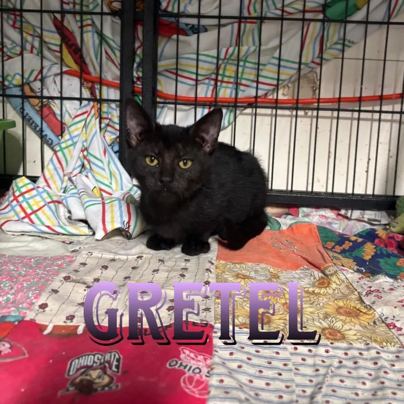 A baby small-sized female Domestic Medium Hair cat named Gretel for adoption in Hillsboro, OH