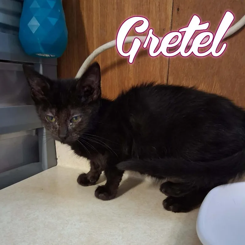 Gretel thumbnail 2