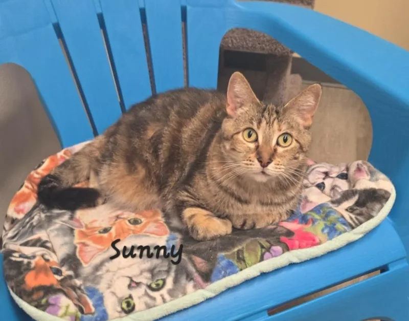 A young medium-sized female Domestic Short Hair cat named Sunny for adoption in Cedar Rapids, IA