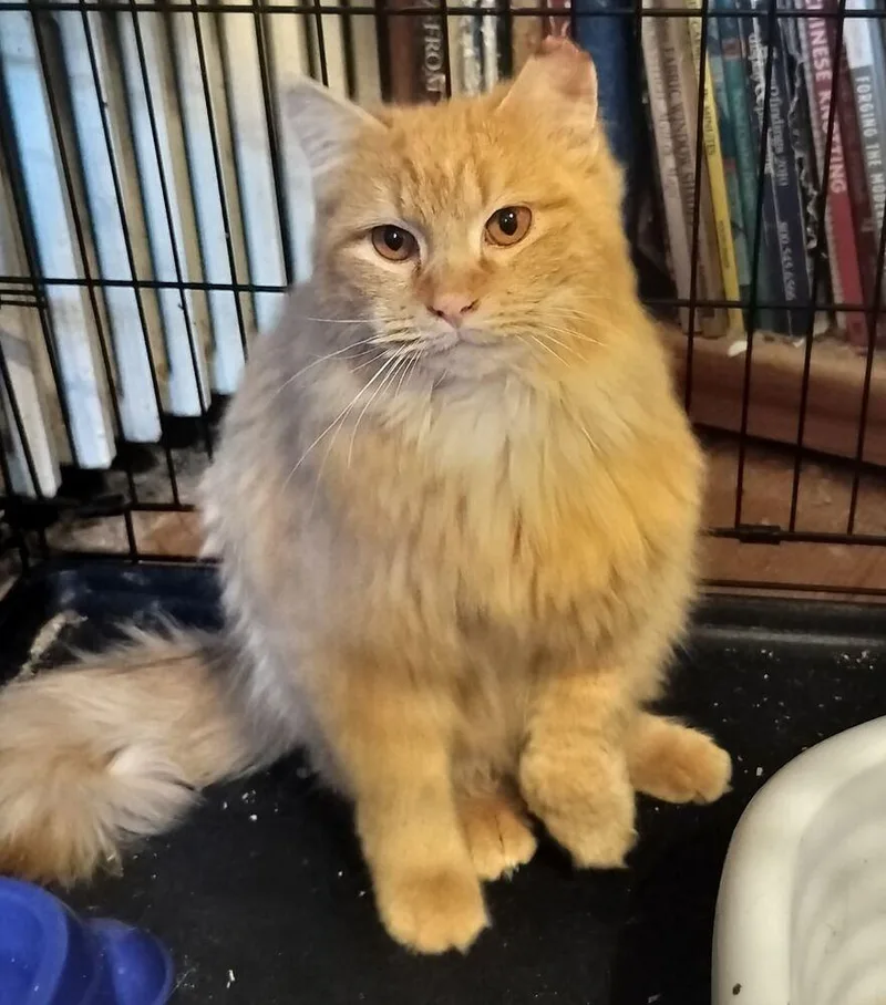 Marmalade