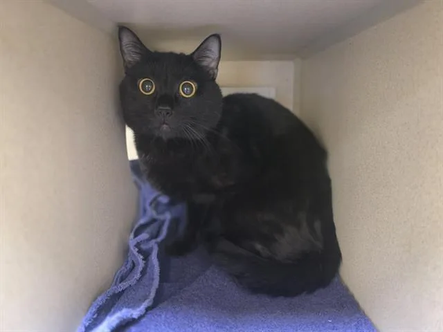 An adult small-sized male Domestic Short Hair cat named Mako for adoption in Denver, CO