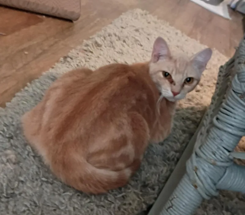 A baby large-sized male Domestic Short Hair cat named Meteor for adoption in Hardeeville, SC