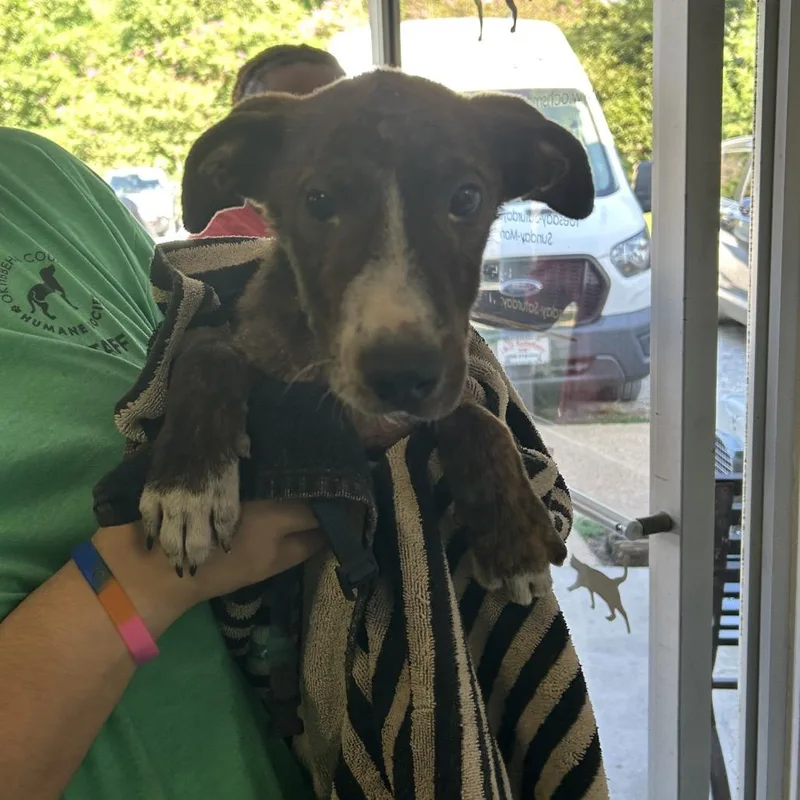 A baby small-sized male Pit Bull Terrier dog named Cashew for adoption in Starkville, MS