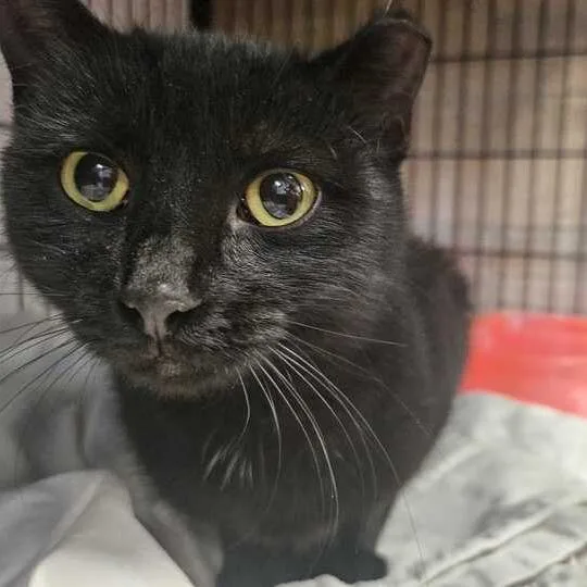 A young medium-sized female Black Domestic Short Hair cat named Trudy for adoption in Davenport, IA