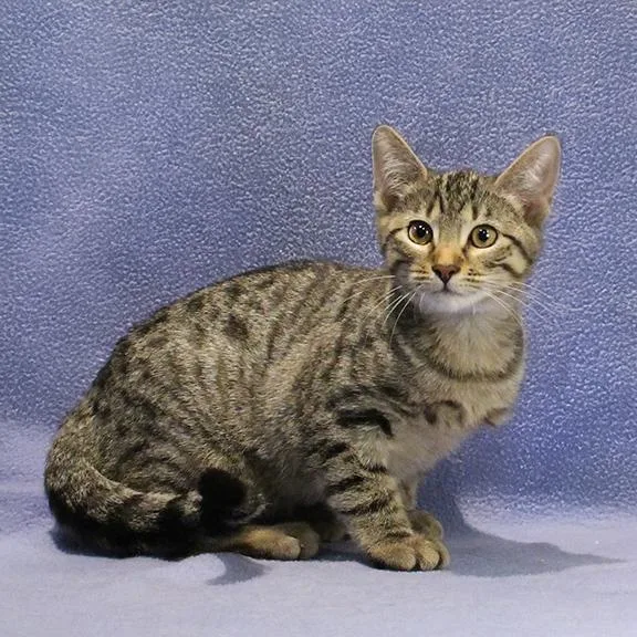 A baby medium-sized male Tabby (Brown / Chocolate) Domestic Short Hair cat named Theo for adoption in Overland Park, KS