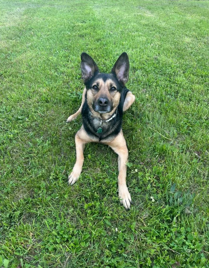 Bella Courtesy Listing