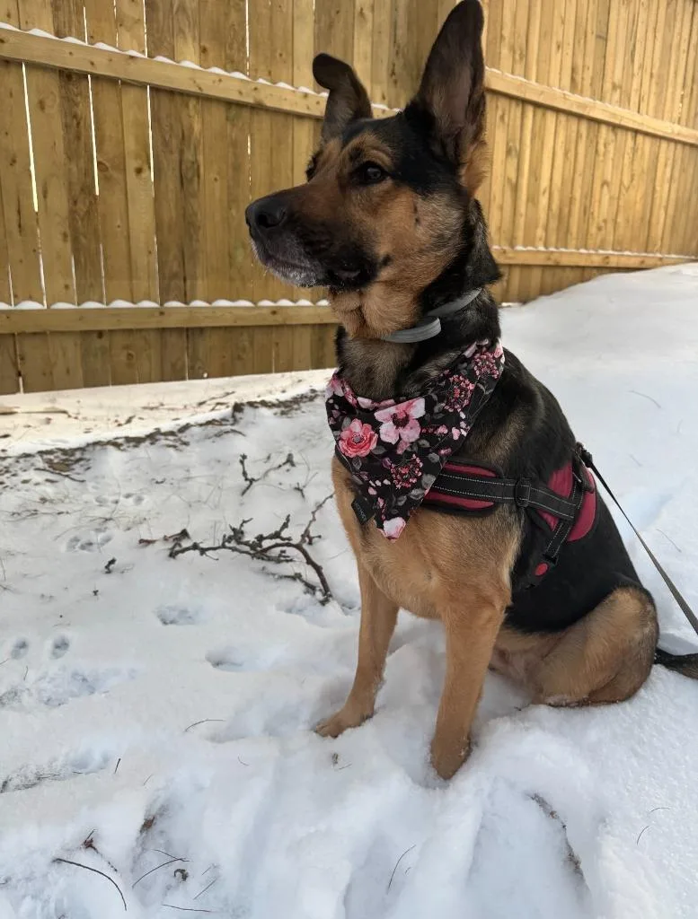 Bella Courtesy Listing thumbnail 2