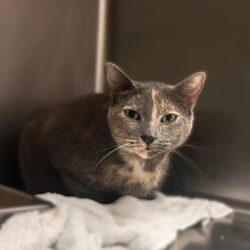 An adult extra large-sized female Gray / Blue / Silver Domestic Short Hair cat named Tattoo Parlor for adoption in Davenport, IA