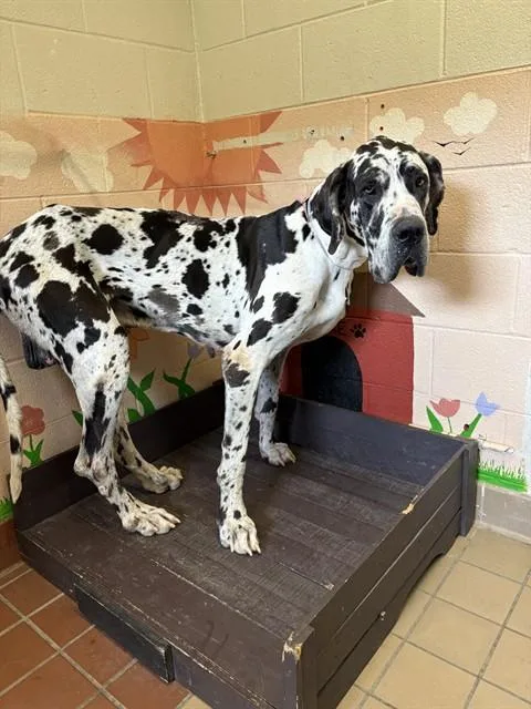 An adult extra large-sized male Great Dane dog named Rover for adoption in Castaic, CA